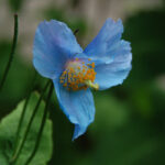 Carolyn Sullivan Blue Flower