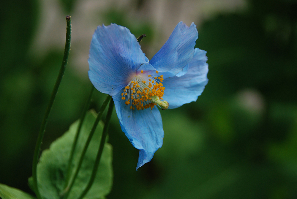 Carolyn Sullivan Blue Flower